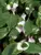 Tradescantia Blushing Bride