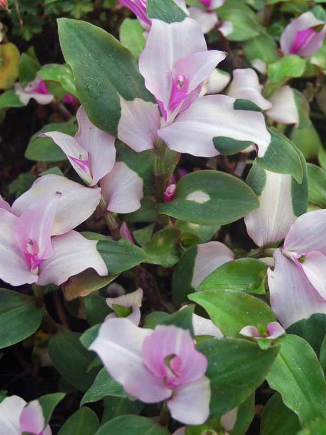 Tradescantia Blushing Bride