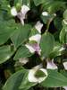 Tradescantia Blushing Bride