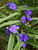 Tradescantia Blue-Stone