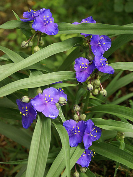 Product Viewer - Tradescantia Blue-Stone