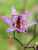Tricyrtis Blue-Wonder