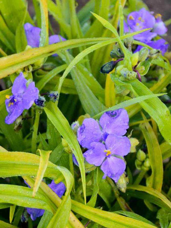 Tradescantia Charlotte's Web | Bluestone Perennials