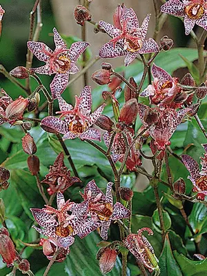 Link to Tricyrtis Dark Beauty