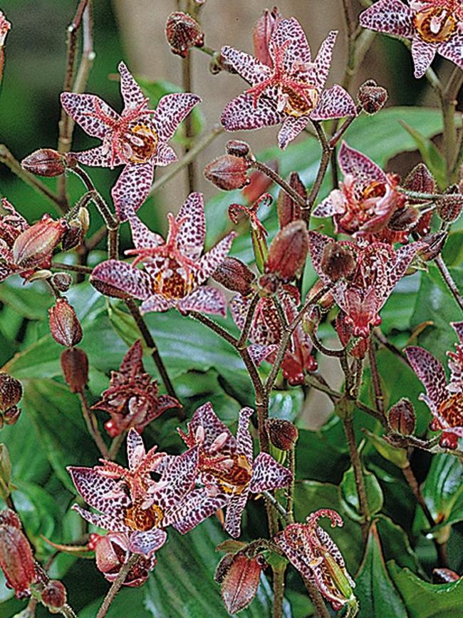 Tricyrtis Dark Beauty