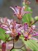 Tricyrtis Empress