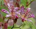 Tricyrtis Empress