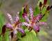 Tricyrtis Empress