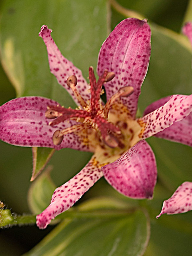 Tricyrtis Gilt Edge