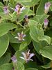 Tricyrtis Gilt Edge