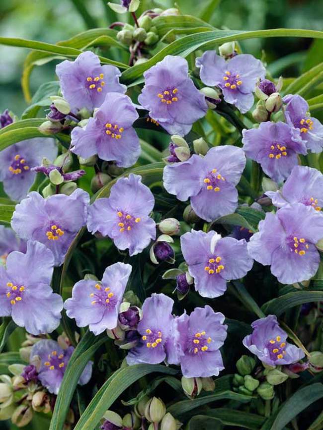 Tradescantia Little Doll