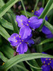 Tradescantia Leonora