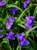 Tradescantia Leonora