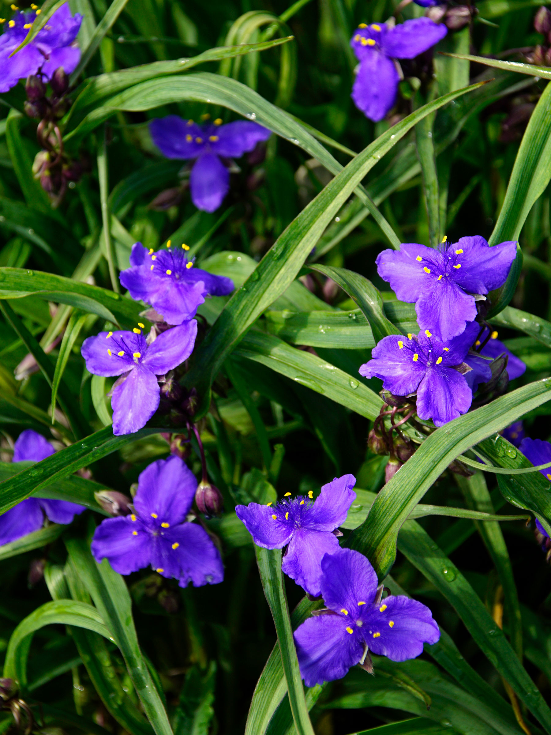 Tradescantia Leonora | Bluestone Perennials