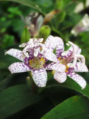 Link to Tricyrtis Miyazaki Hybrids