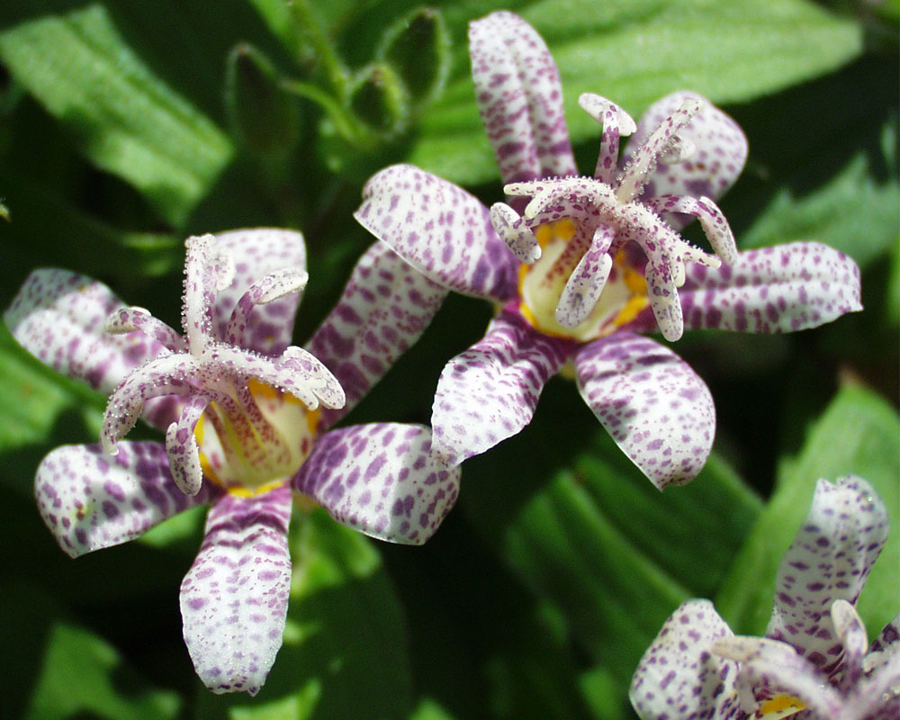 Tricyrtis Miyazaki Hybrids | Bluestone Perennials