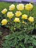 Trollius New Moon