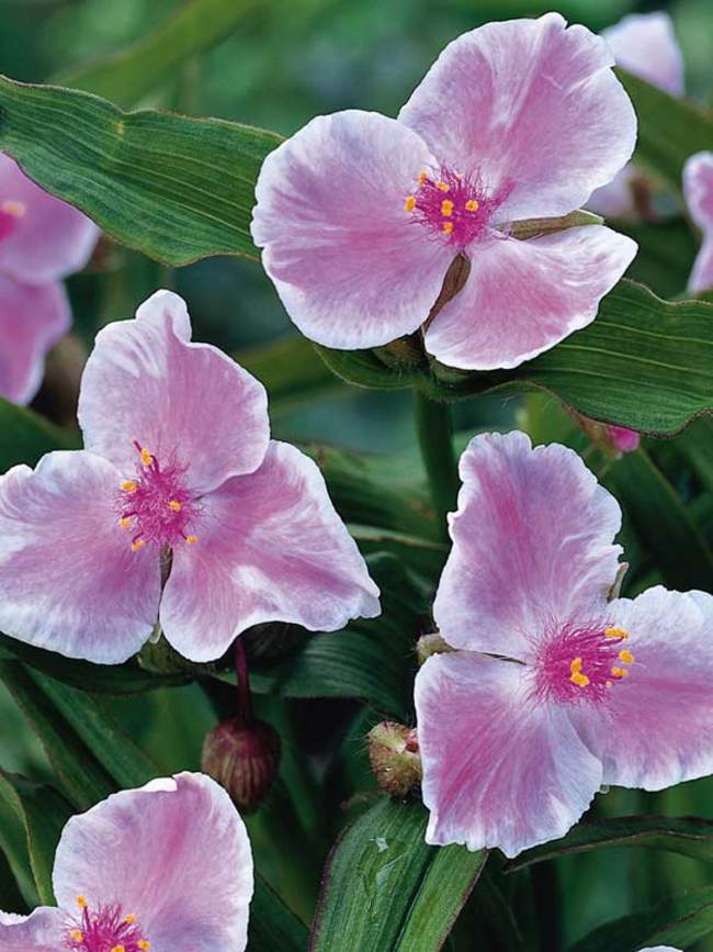 Tradescantia Pink Chablis