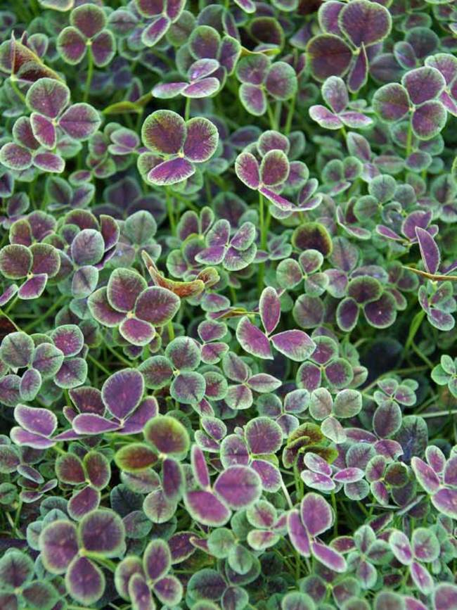 Trifolium Purpurascens