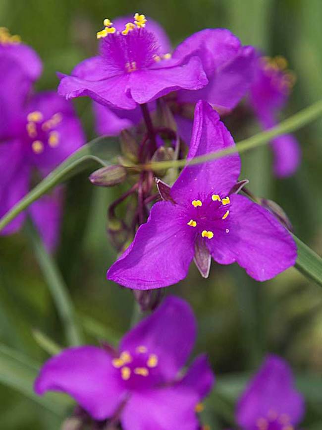 Tradescantia Red Grape