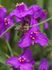 Tradescantia Red Grape