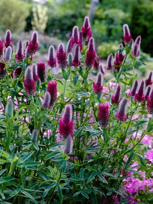 TRIFOLIUM Gonna Corta In Pizzo Francese: Morbida, Sexy E Versatile Per Ogni Occasione