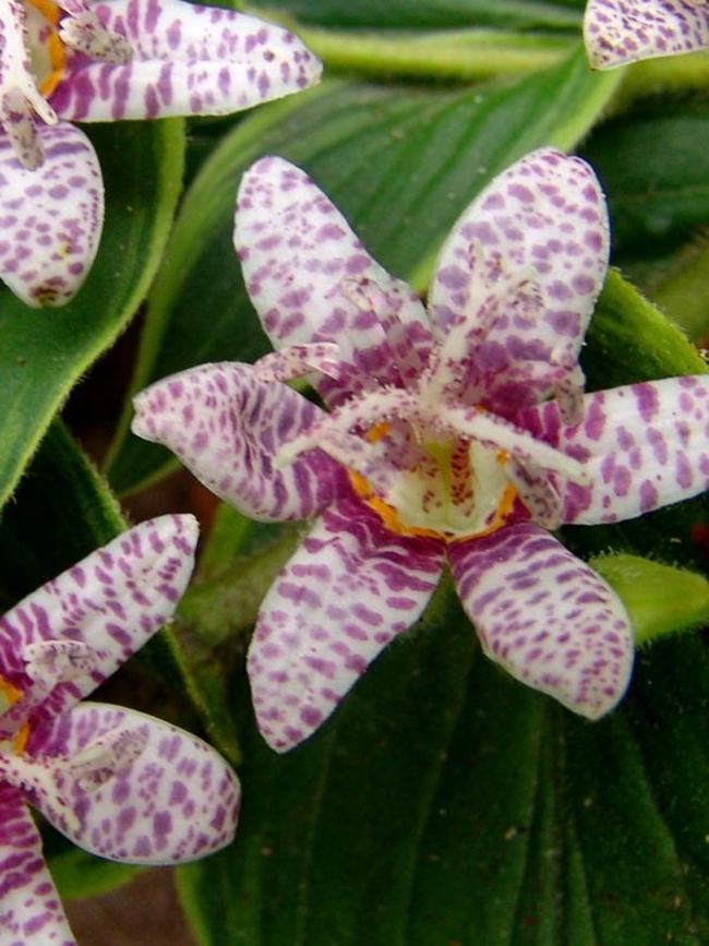 Tricyrtis Samurai