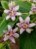 Tricyrtis Samurai