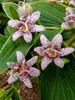 Tricyrtis Samurai