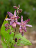 Tricyrtis Sinonome