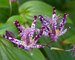 Tricyrtis Sinonome