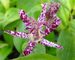 Tricyrtis Sinonome