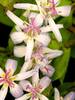 Tricyrtis Tojen