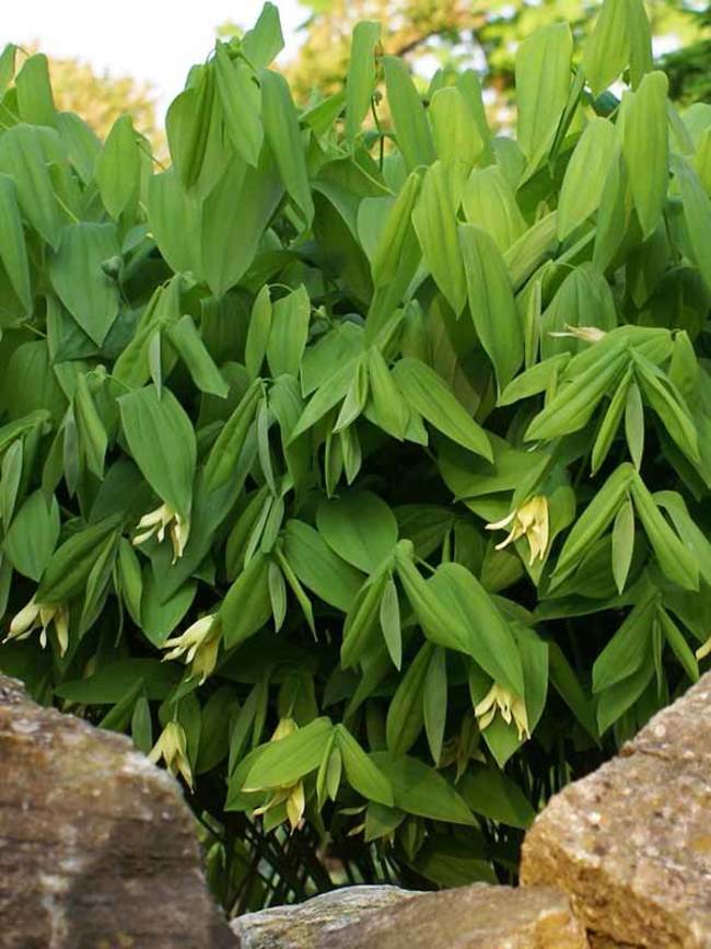 Uvularia Grandiflora