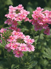 Verbena Apple-Blossom