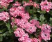 Verbena Apple-Blossom