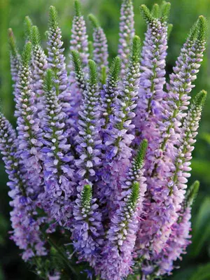 Link to Veronica Bicolor Explosion
