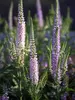 Veronica Bicolor Explosion
