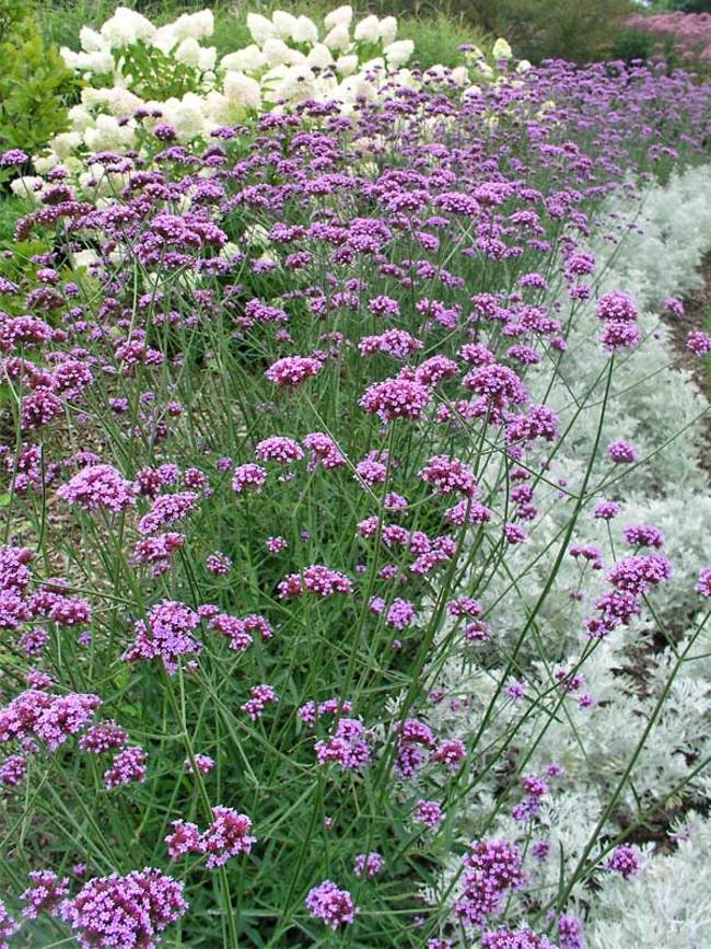 Verbena Bonariensis -- Bluestone Perennials