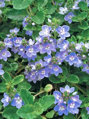 Link to Veronica Blue Reflection