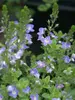 Veronica Blue-Reflection
