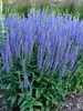 Veronica Blue Skywalker