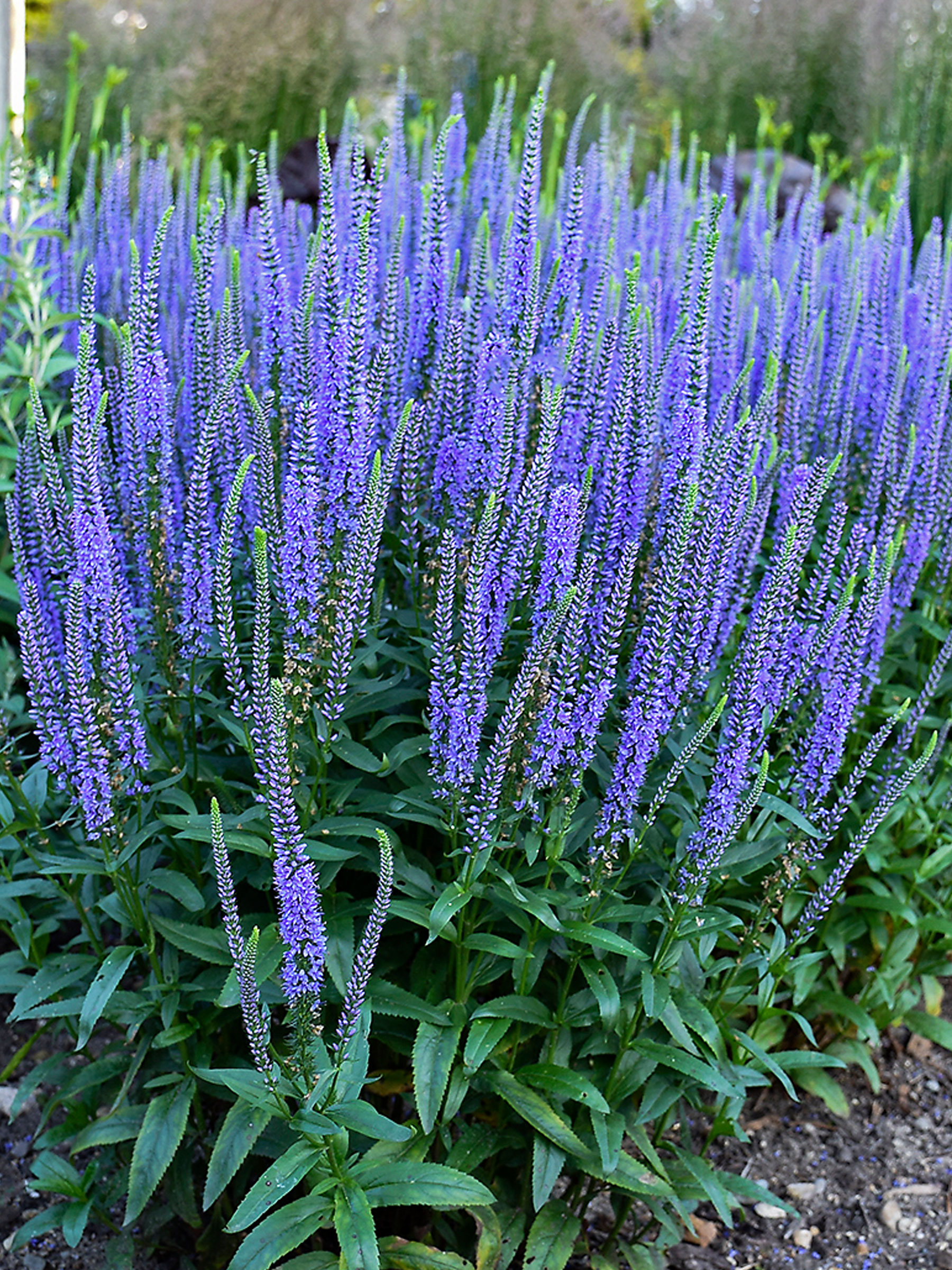 Veronica Blue Skywalker (Speedwell)