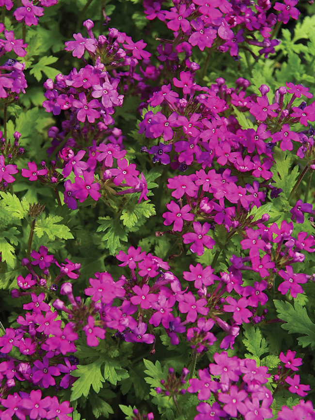 Verbena Canadensis