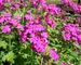 Verbena Canadensis