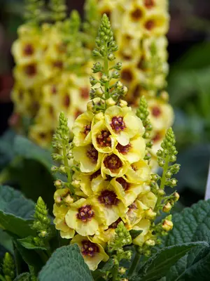 Link to Verbascum Dark Eyes