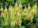 Verbascum Dark Eyes