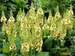 Verbascum Dark Eyes