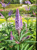 Veronicastrum Fascination