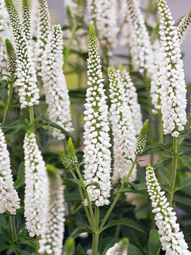 Evergreen Veronica Plant Grow Veronica Organically Expert Tips For Evergreen Veronica Plant Grow Veronica Organically Expert Tips For